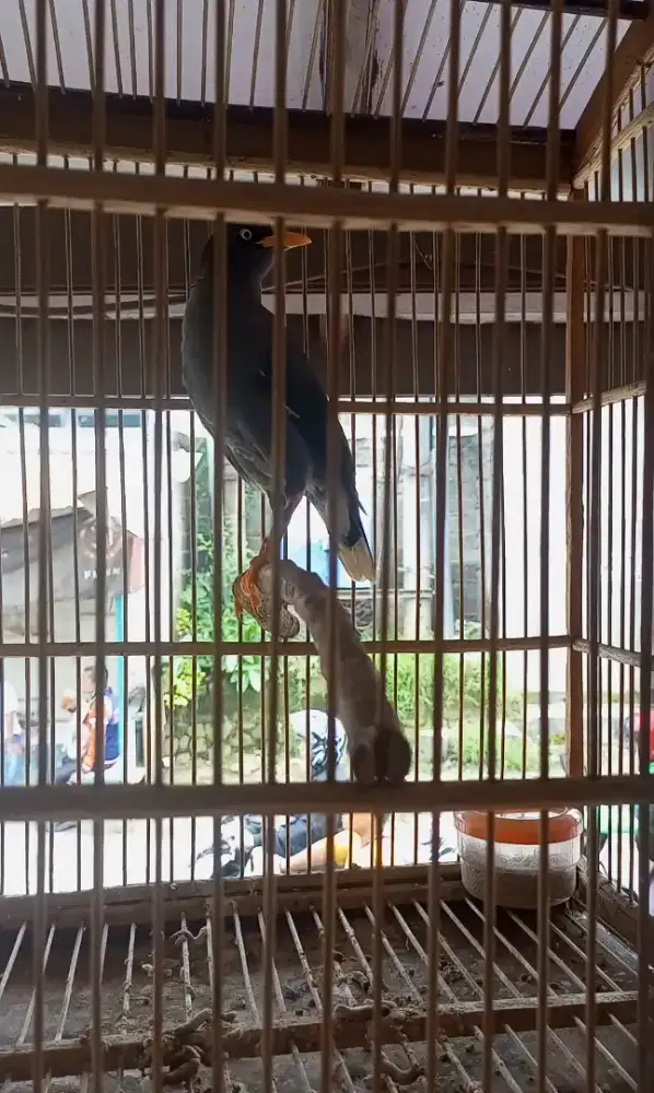 Jalak kebo Jantan mata putih dan kandang