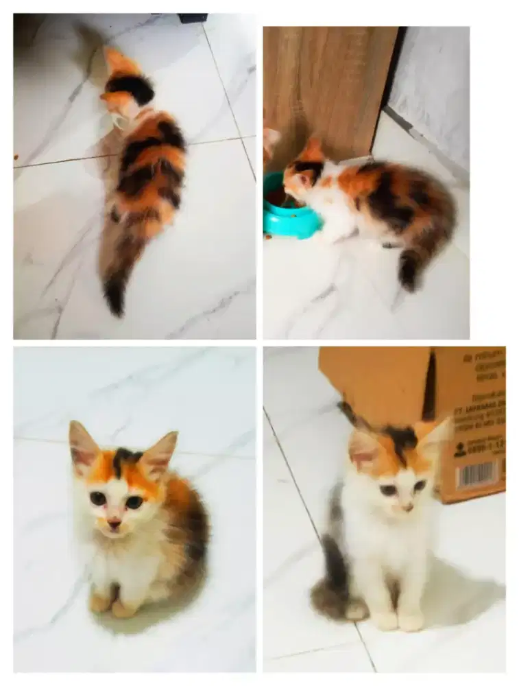 Kitten medium mix calico betina lincah makan rampus mandiri