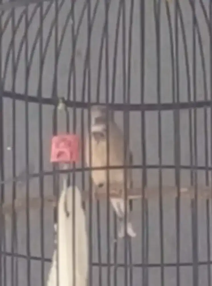 Blackthroat Boswana jantan