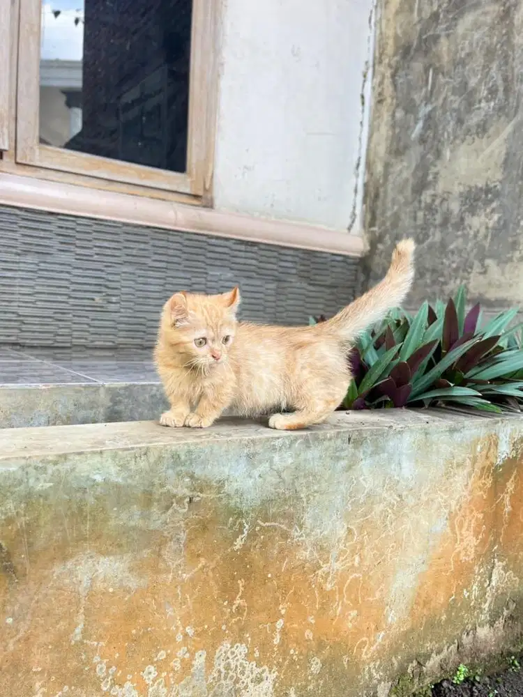 Kucing munchkin kinkalow cebol kitten