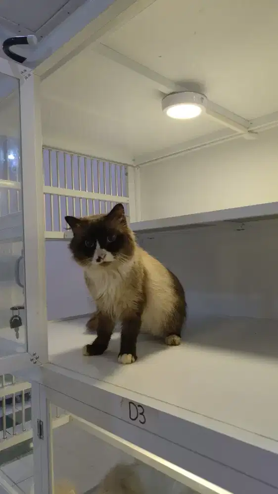 Kucing ragdoll jantan