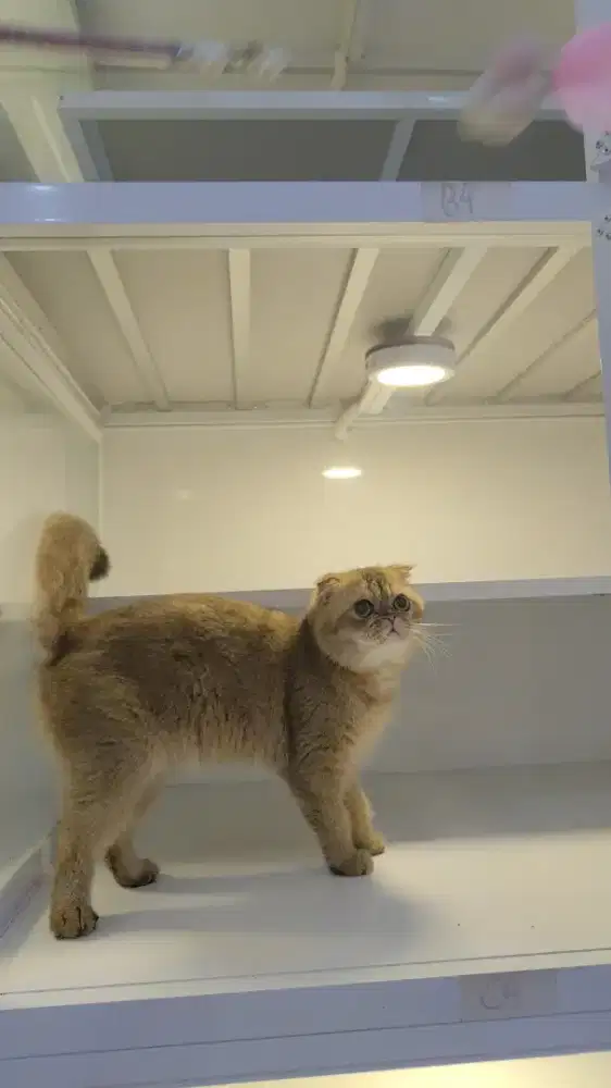 Kucing british golden fold  bsh x scotish jantan