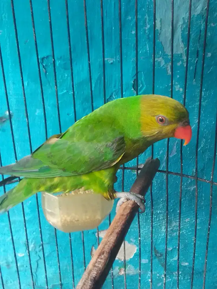 LO LOVEBIRD JOSAN GACOR DOR BESETAN KASAR 1 JUTA FULSET