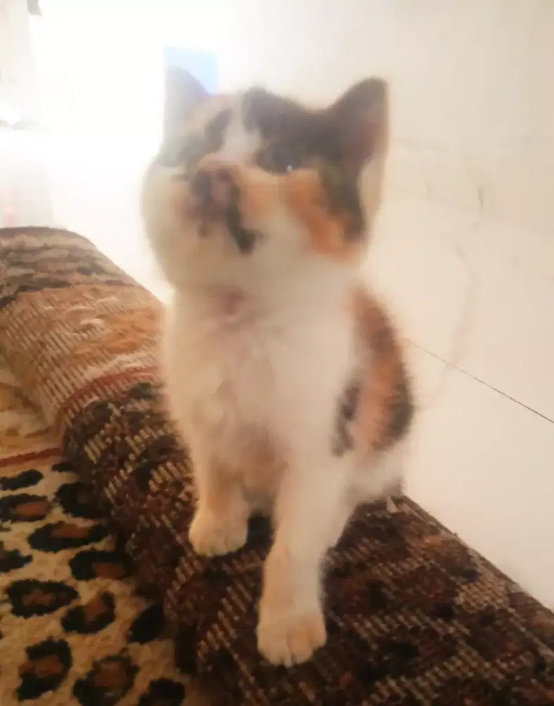Kitten persia mix shorthair calico aktif mandiri lucu