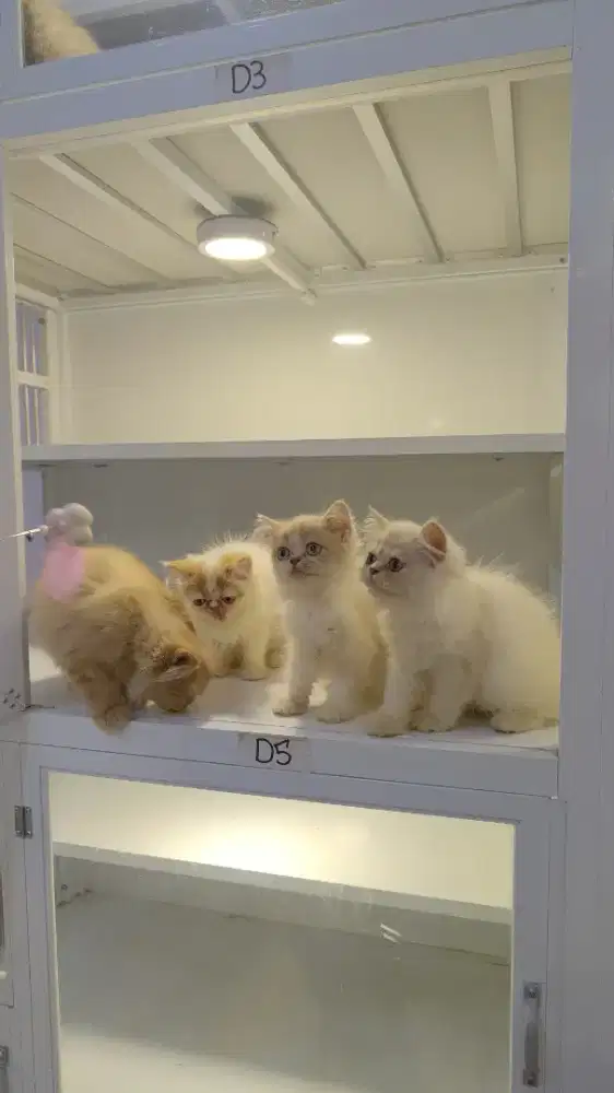 Kucing persia kitten pesek flatnose dan peaknose