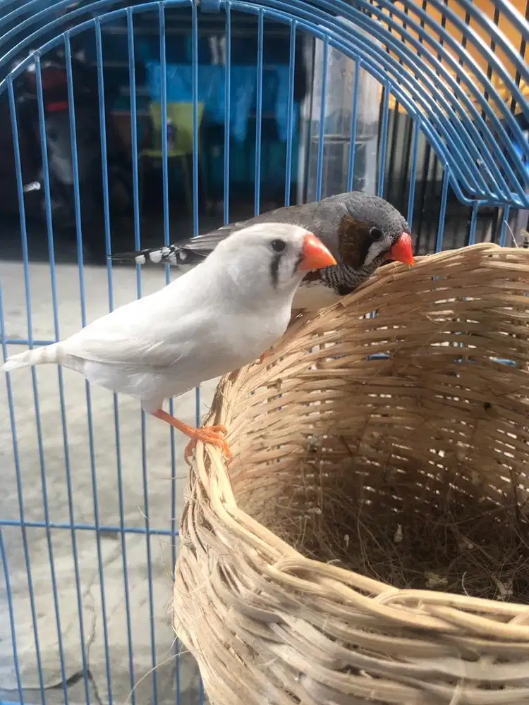 Sepasang Zebra Finch Aussie NGxWhite