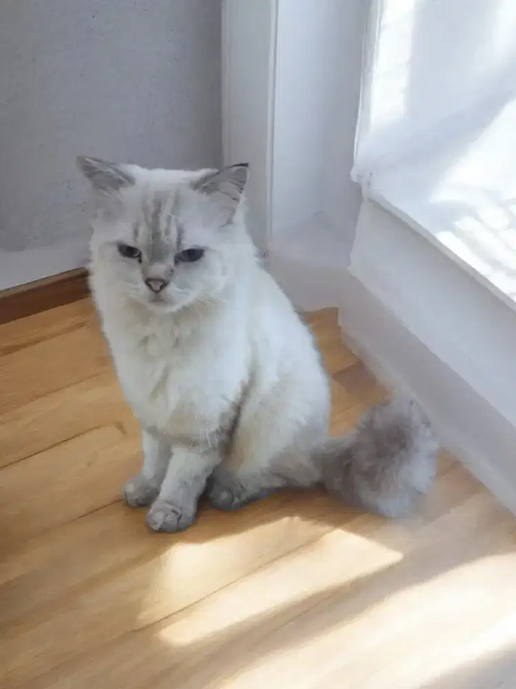 Kucing Betty Dewasa Ragdol Mix Himalaya Sudah Vaksin