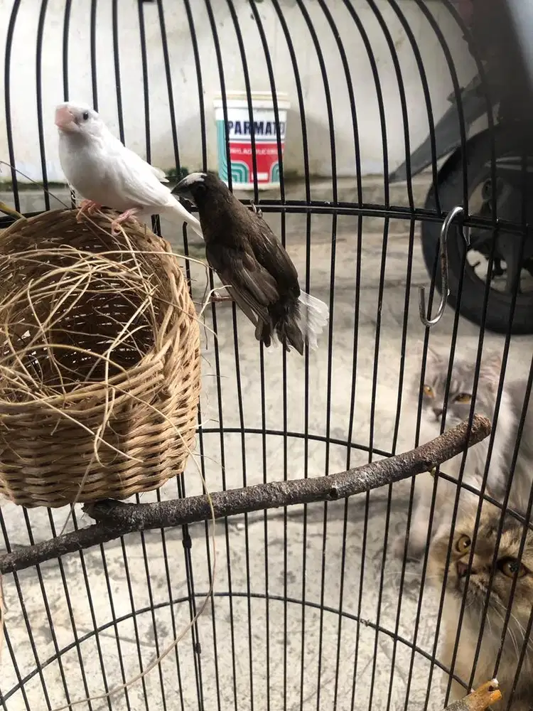 Sepasang Emprit Jepang PutihxBelang