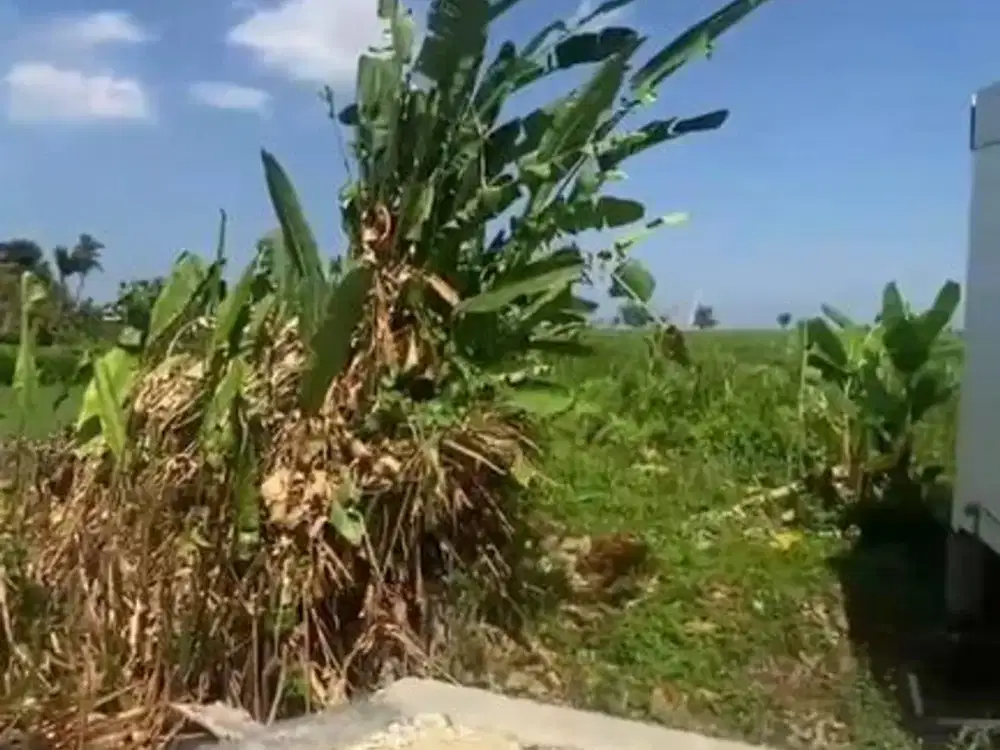 Land 9.96 Are For Leasehold 25 Years In Babakan, Canggu