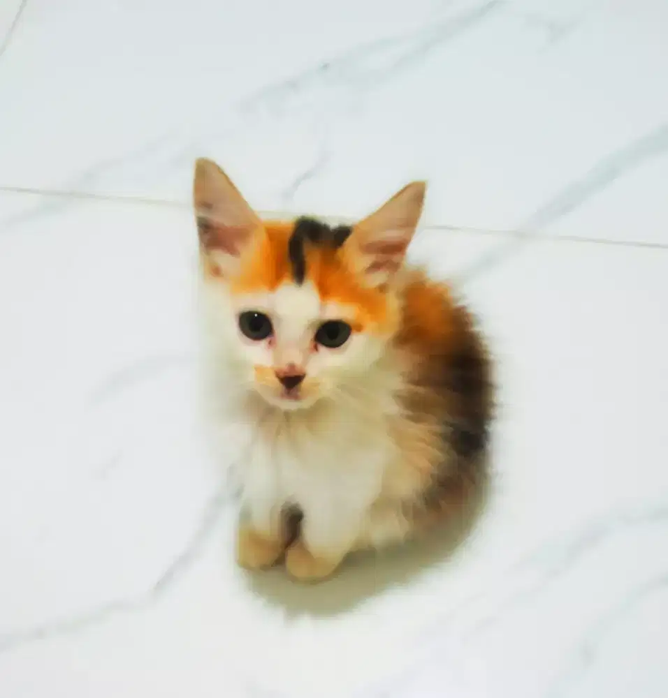 Kitten pmedium mix betina calico longhair lincah gembul mandiri