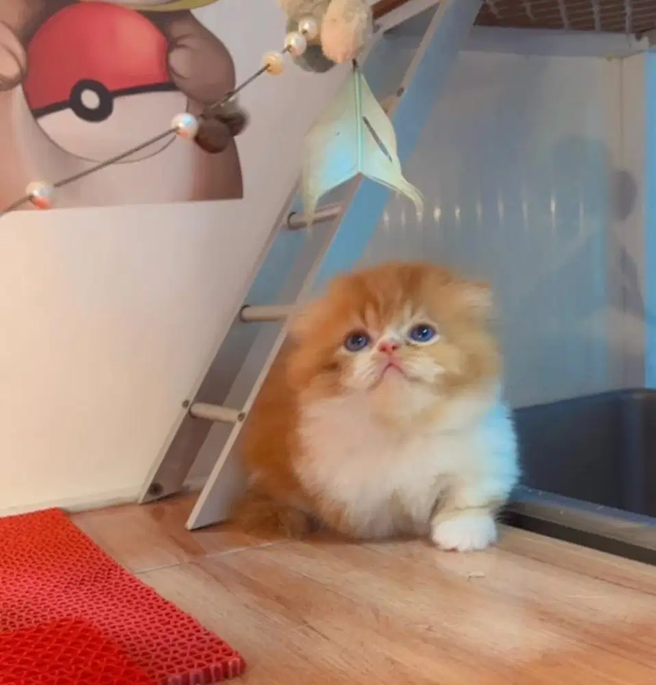 kitten munchkin fold gealic foldex jantan