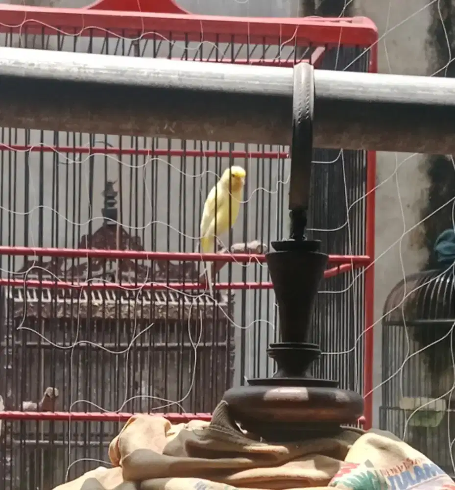 Burung kenari gacoran muda sf