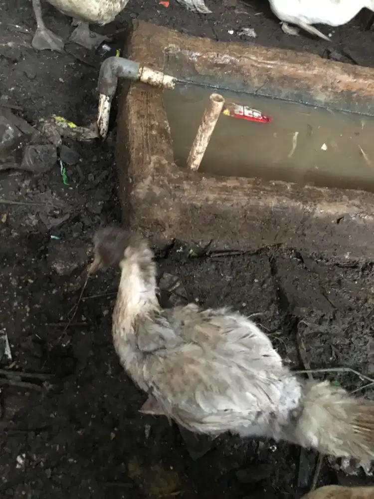 Entok rambon blaster dedara