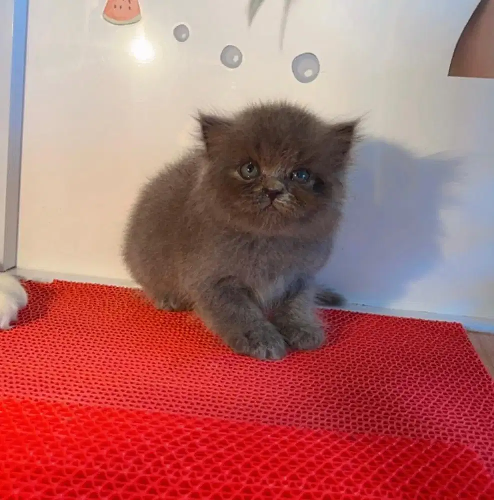 kitten NS BLH bsh mix munchkin longhair