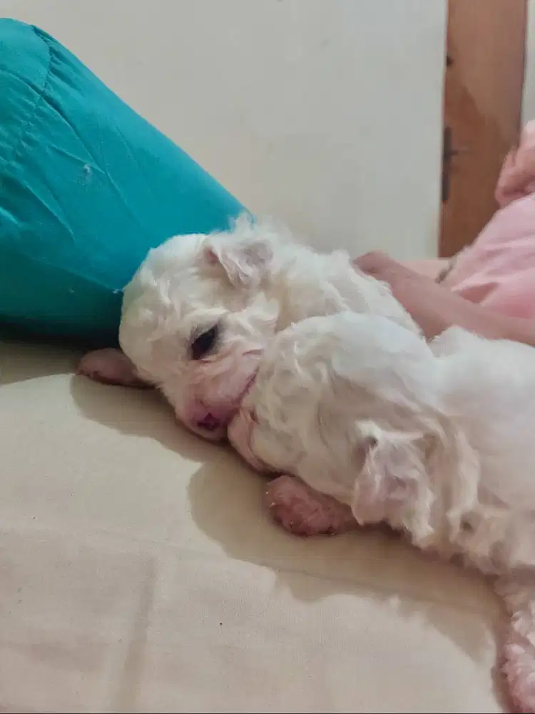 Anakan Bichon Frise Korean Bloodline (11-11-25) STB