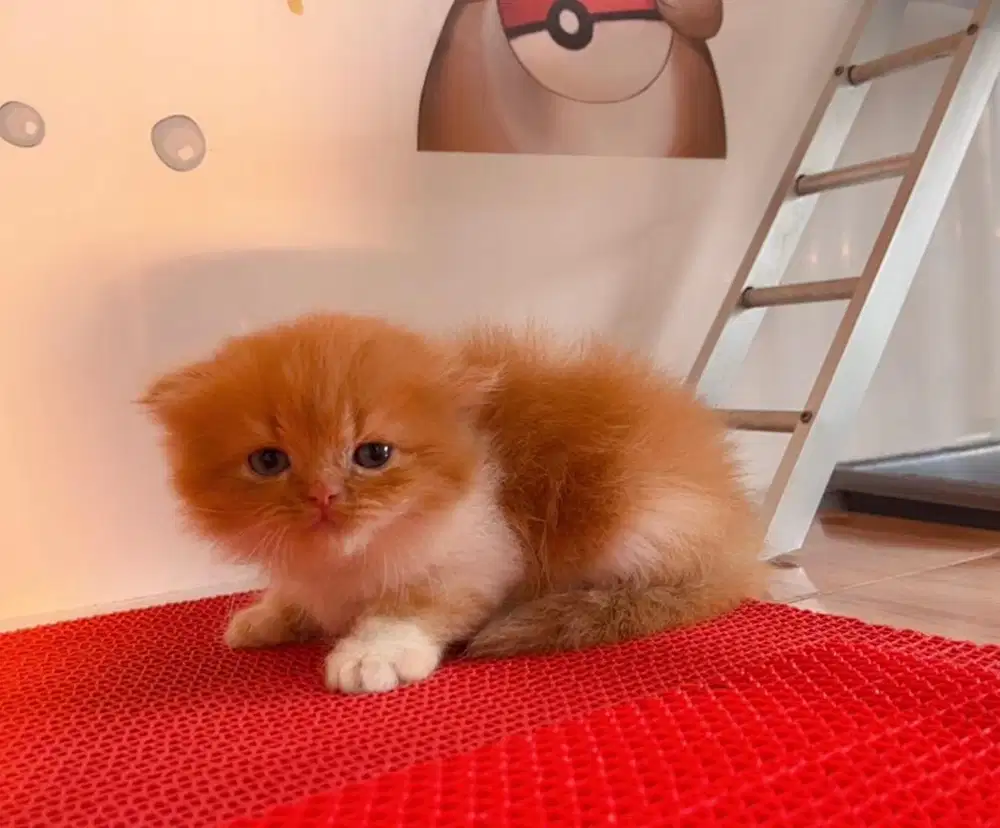 kitten Ns stright betina