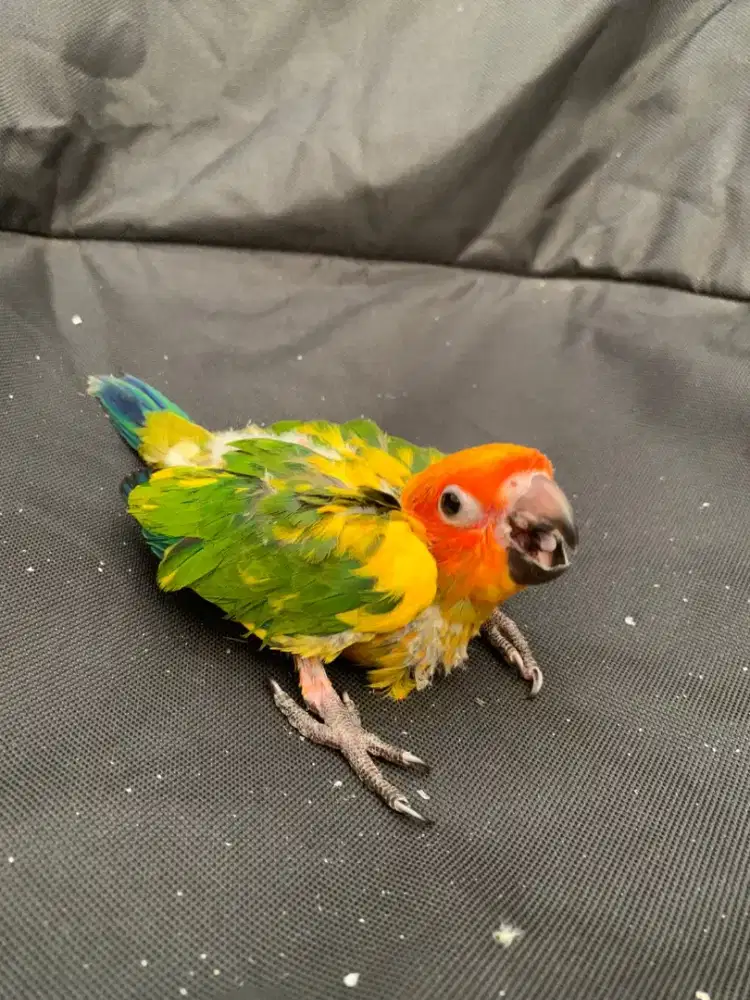 Burung sunconure