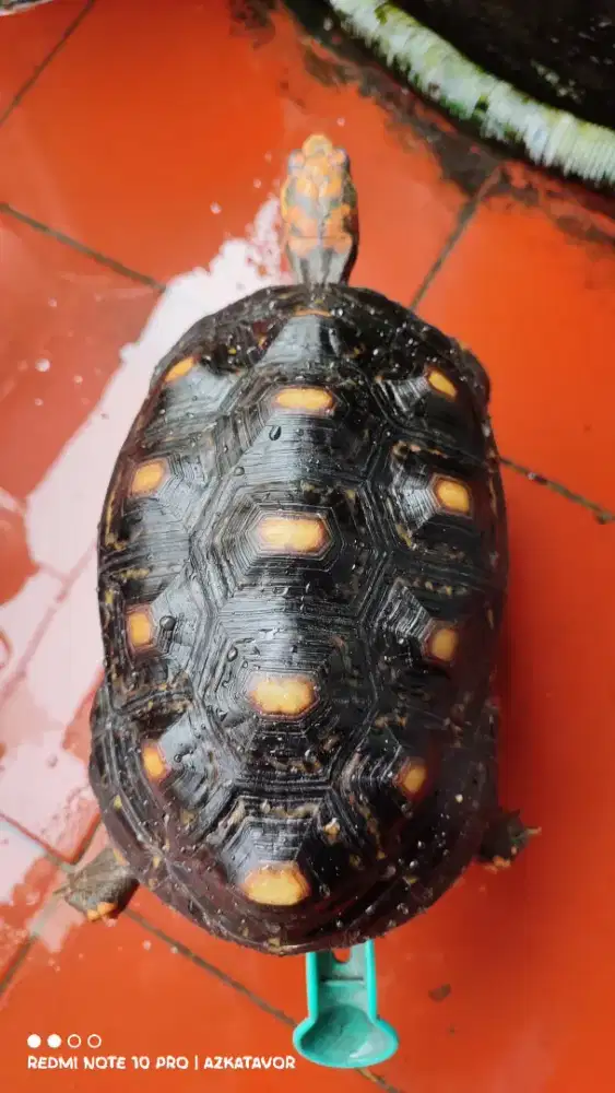 Kura kura darat cherryhead