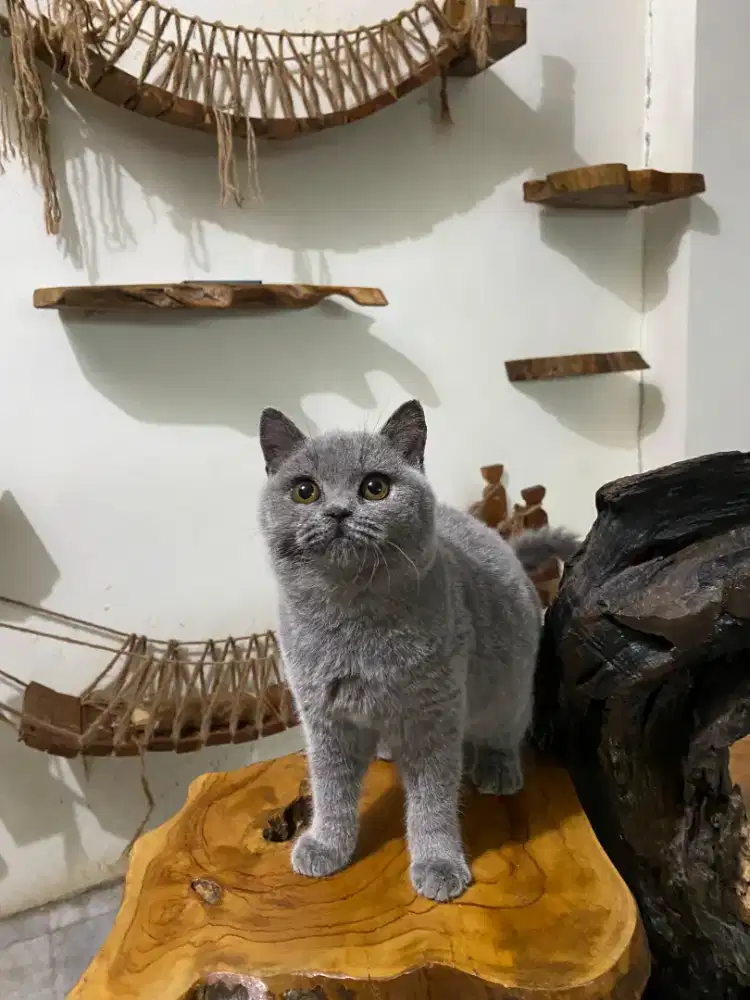 British Shorthair Blue Solid (Angelica)