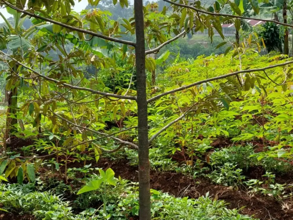 Tanah Darat Strategis 3378 m2 SHM Cijeruk Bogor – Cocok untuk Villa dan Agrowisata