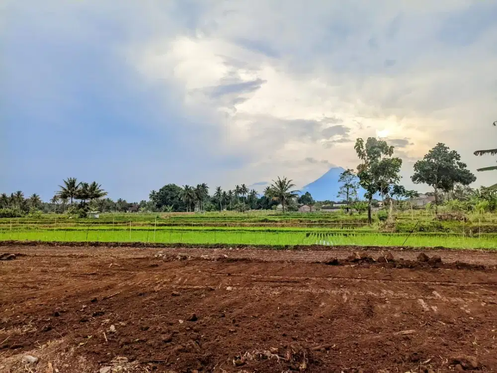 Dekat Pasar Rejodani Tanah Nyaman Untuk Bangun Rumah Tepi Sawah