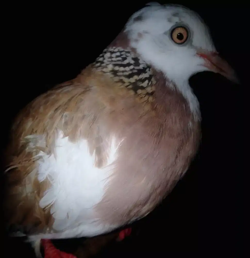 Tekukur blorok kuk 2 super