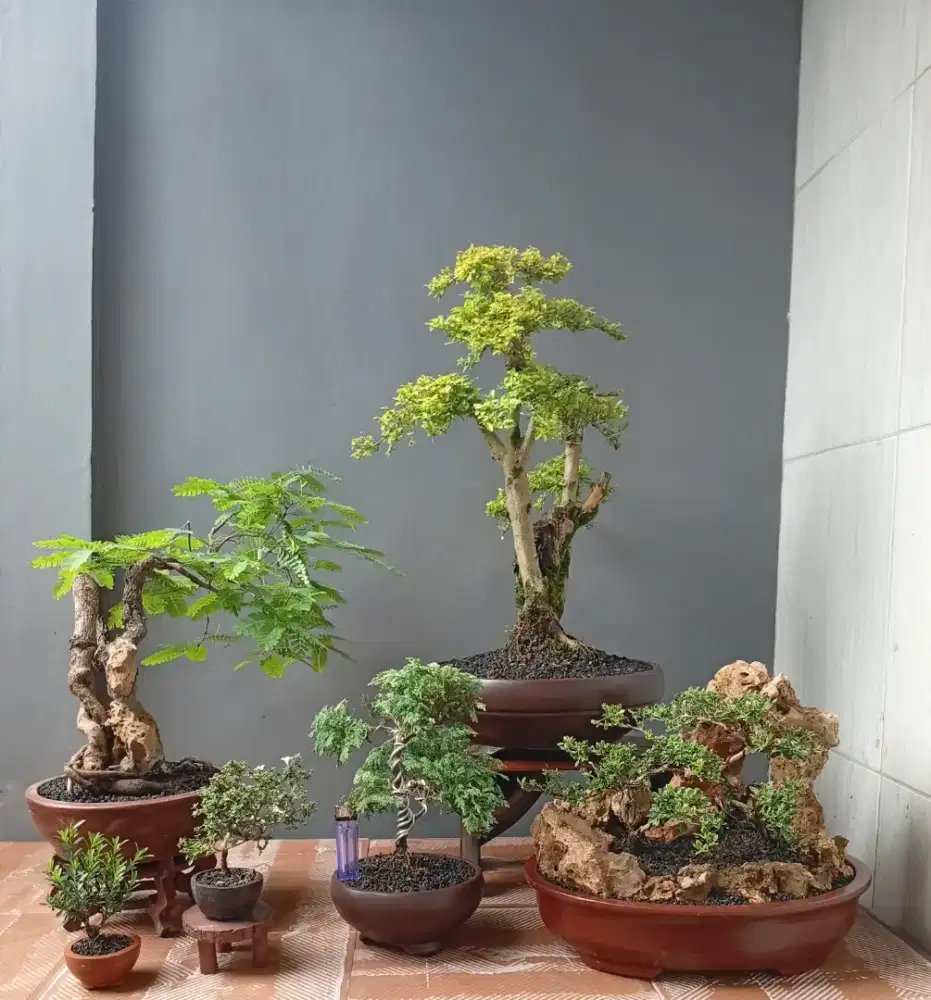 Mini bonsai cantik 6 pohon