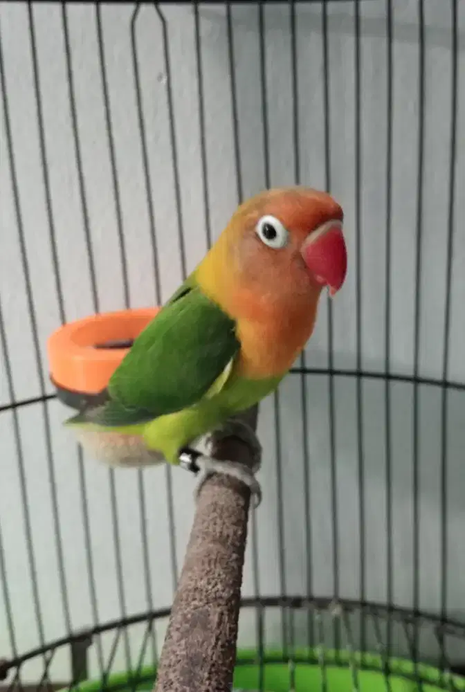 Lakbet 200 burung aja