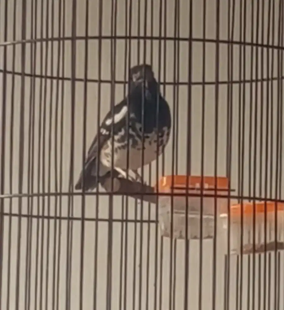 Anis kembang bulu baru