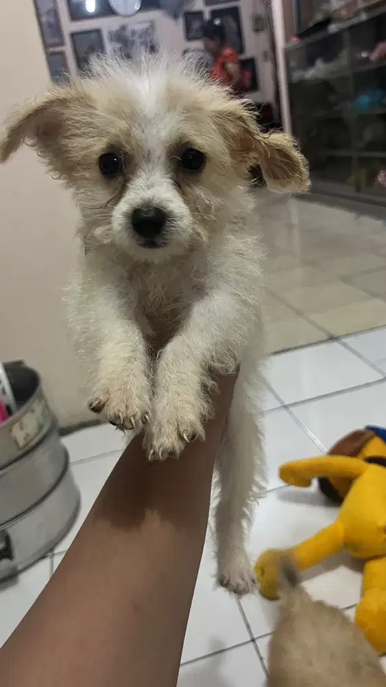 Jual anak anjing mix poodle dan corgy