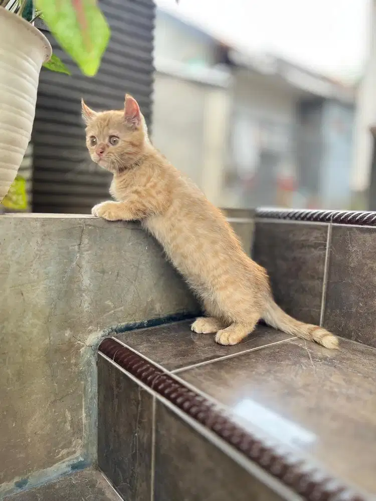 Kucing munchkin kinkalow kitten cebol