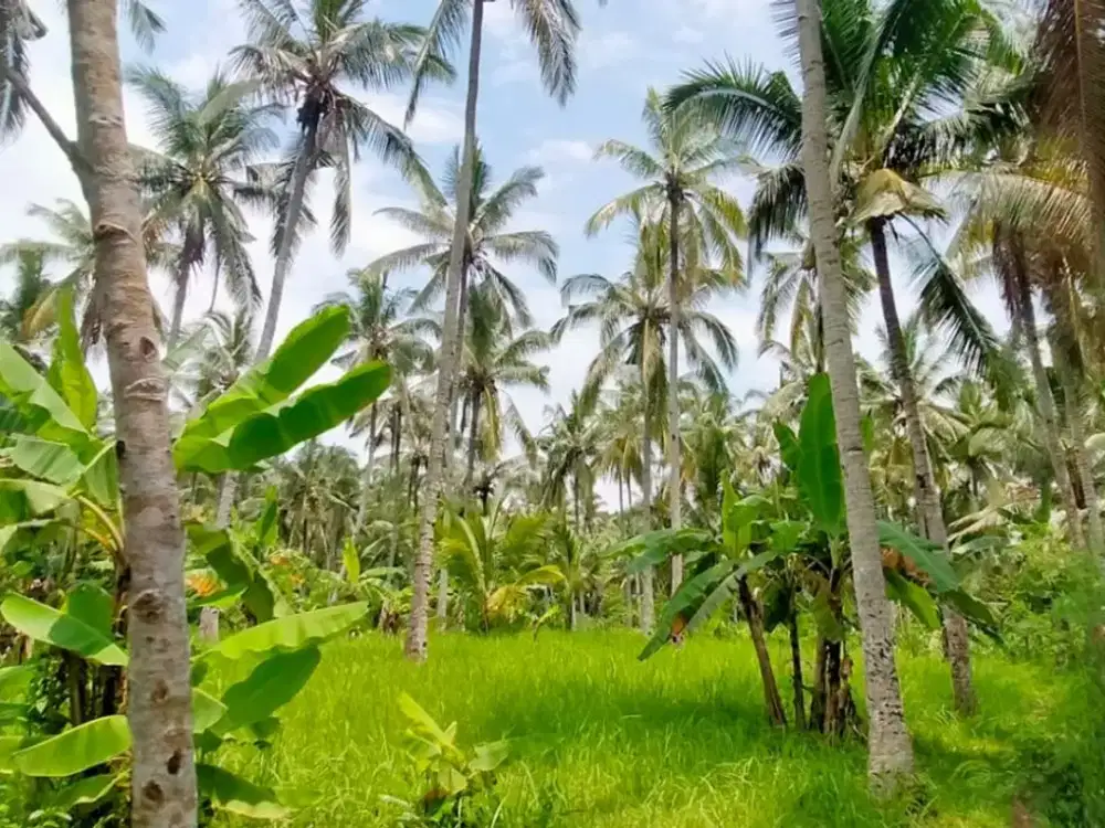 DIJUAL TANAH SAWAH KELIR-KALIPURO, BANYUWANGI