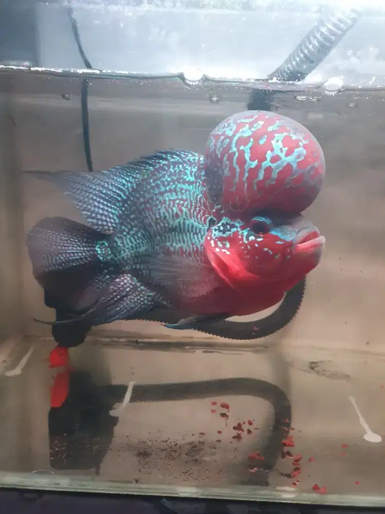 Louhan SRD SB 4 jari