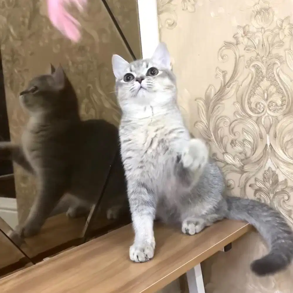 Kucing BSH British Short Hair Female