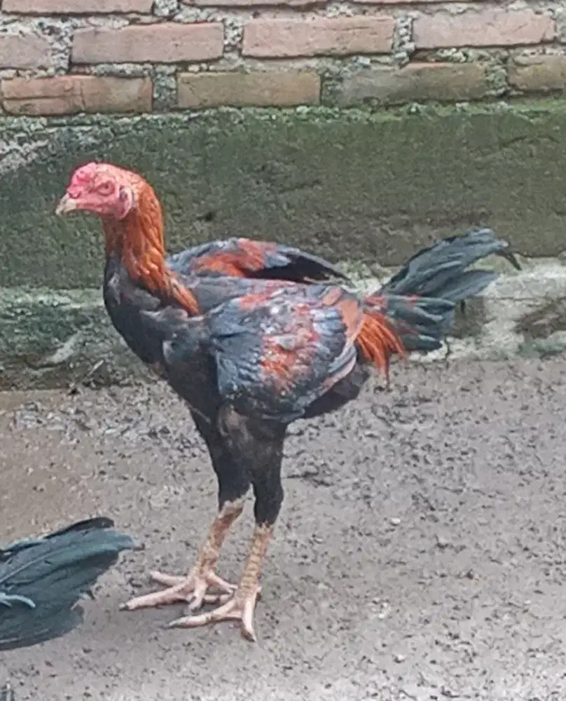 Jual ayam bngkok x pkhoy ukuran jumbo