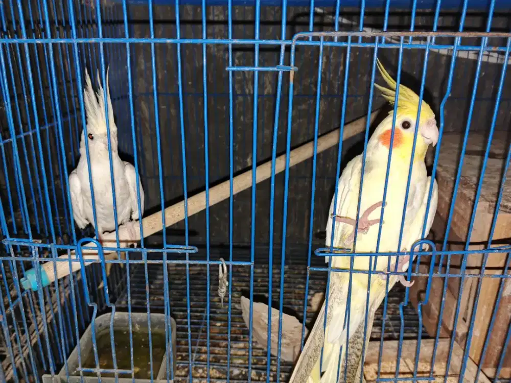 Sepasang parkit Australia