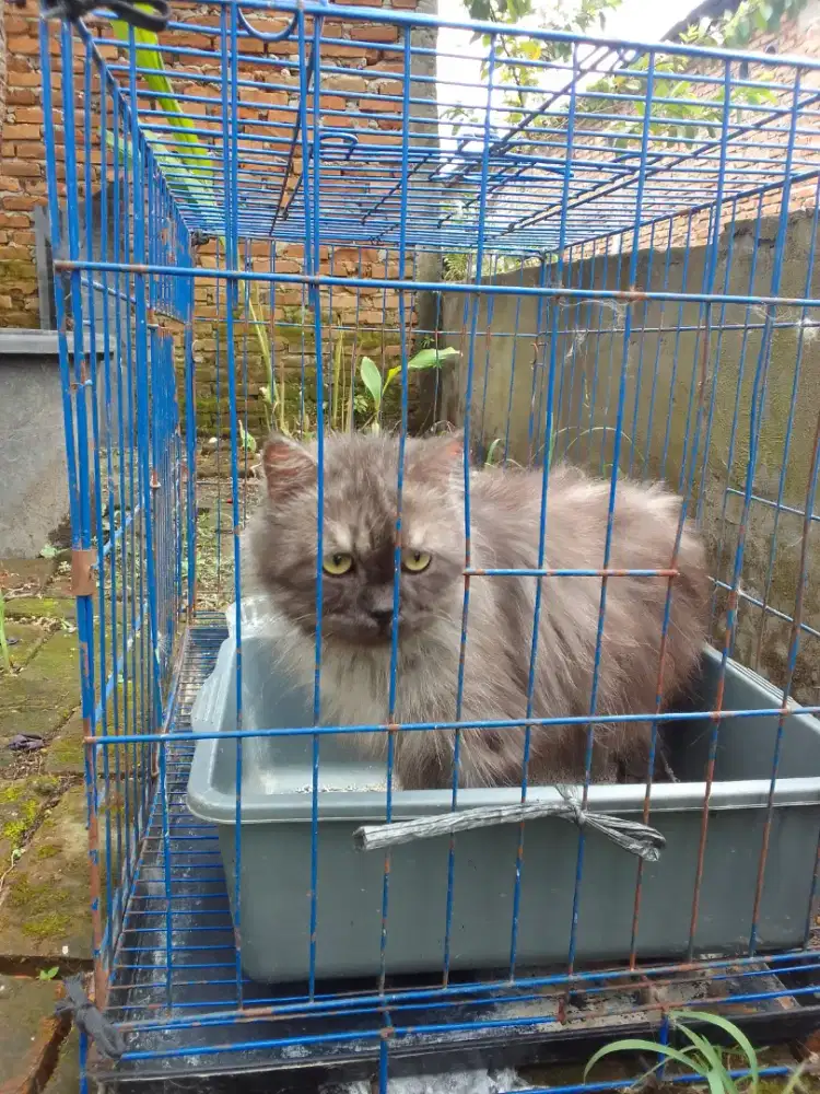 Lepas adop kucing kesayangan+kandang