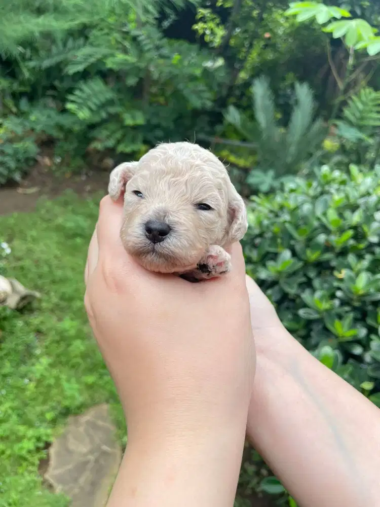 Open Booking / Reservasi Anakan Toy Poodle DOB 6 Februari 2026