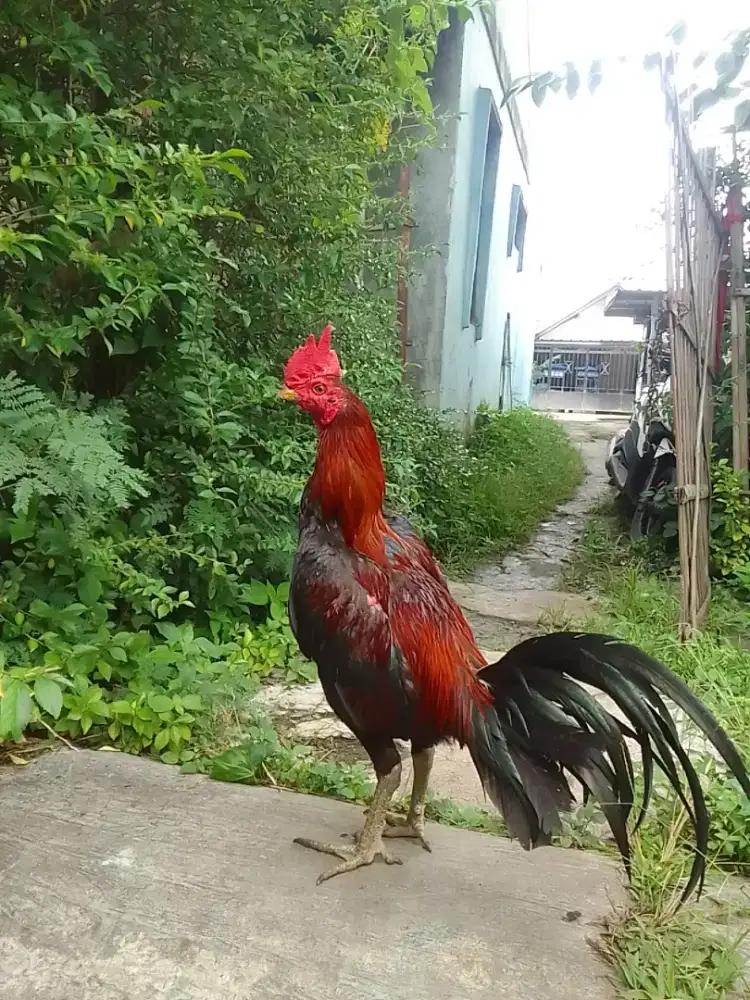 AYAM BANGKOK BIRMA PAKHOY
