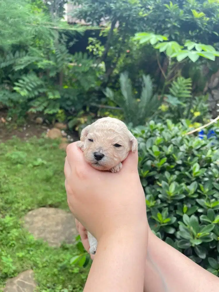 Toy Poodle Surabaya DOB 6 Feb 2026 Kosongan/Stambum Vaksin