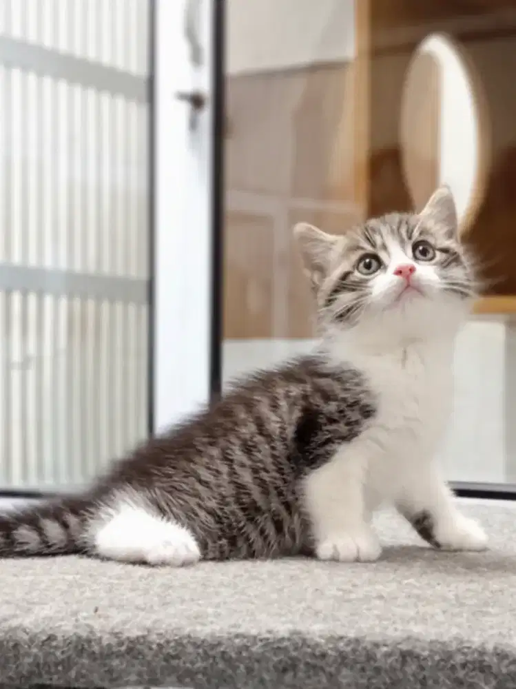 OB Munchkin NS Bicolor Tabby Line import Rusia