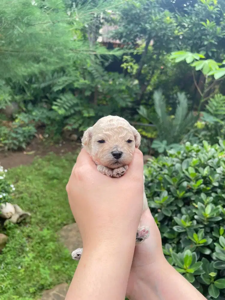 Toy Poodle Surabaya DOB 6 Feb 2026 Kosongan/Stambum Vaksin