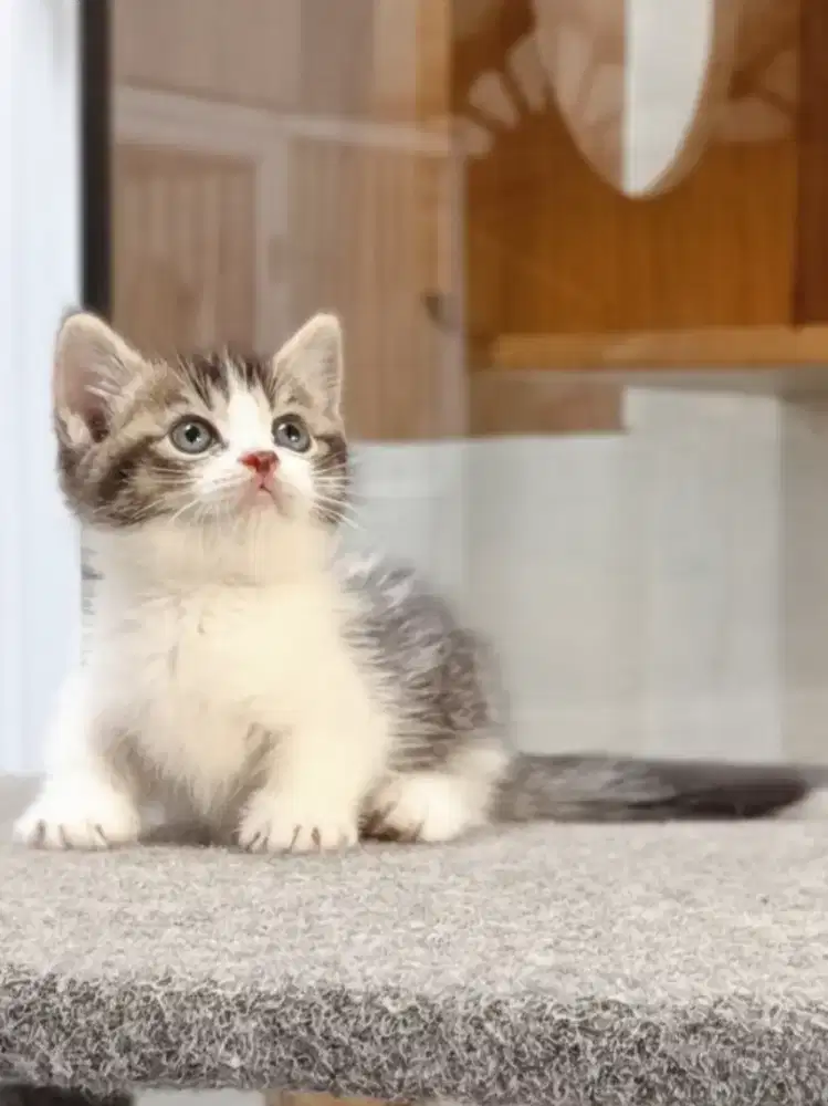 OB Munchkin Bicolor Black Silver Line Import