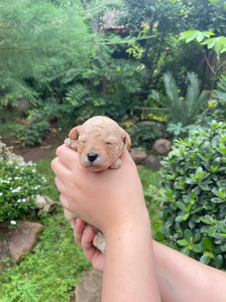 Toy Poodle Surabaya DOB 6 Feb 2026 Kosongan/Stambum Vaksin