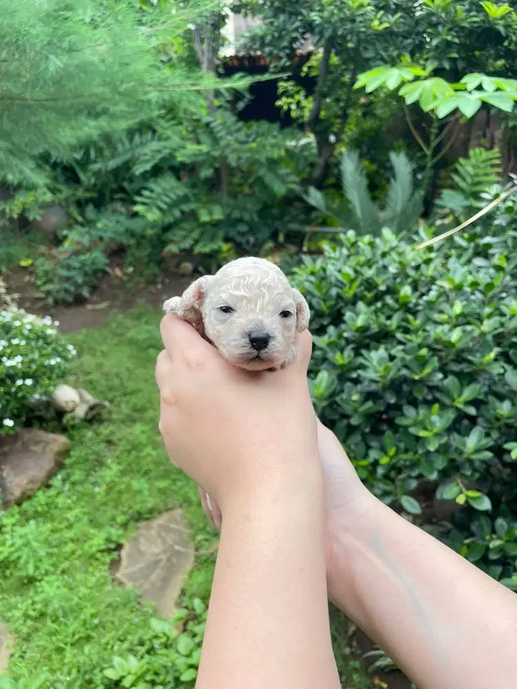 Toy Poodle Surabaya DOB 6 Feb 2026 Kosongan/Stambum Vaksin