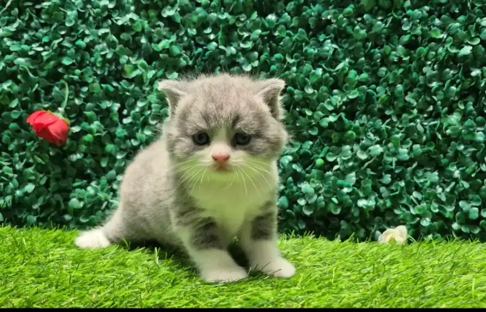 Kucing British Shorthair / BSH