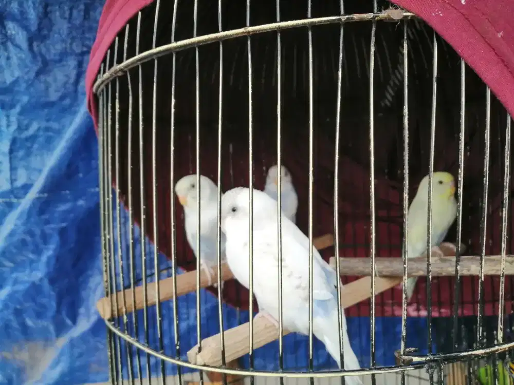 Anakl parkit warna dompied