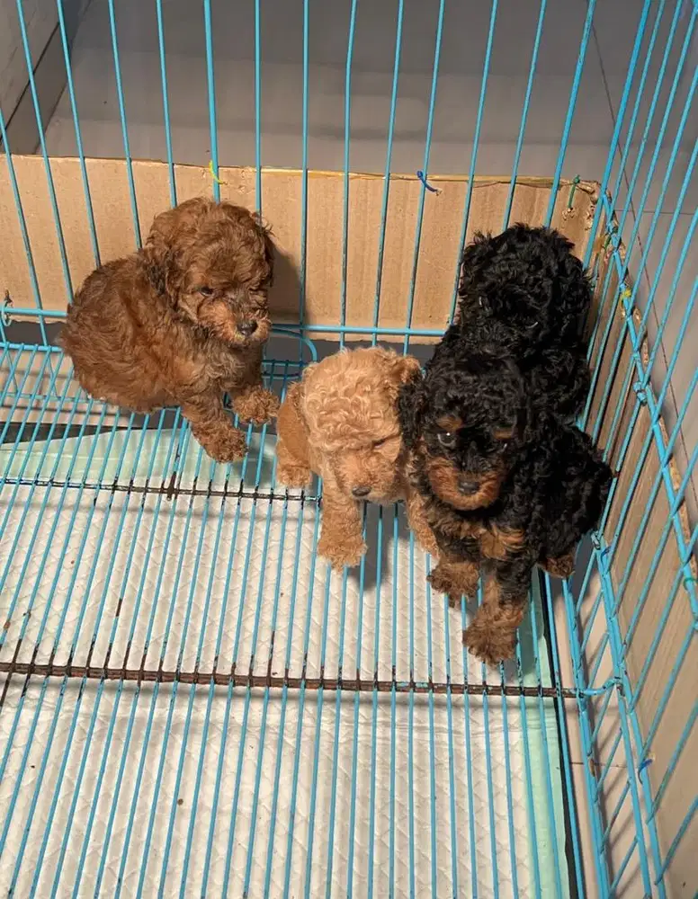 poodle maltipoo jantan betina