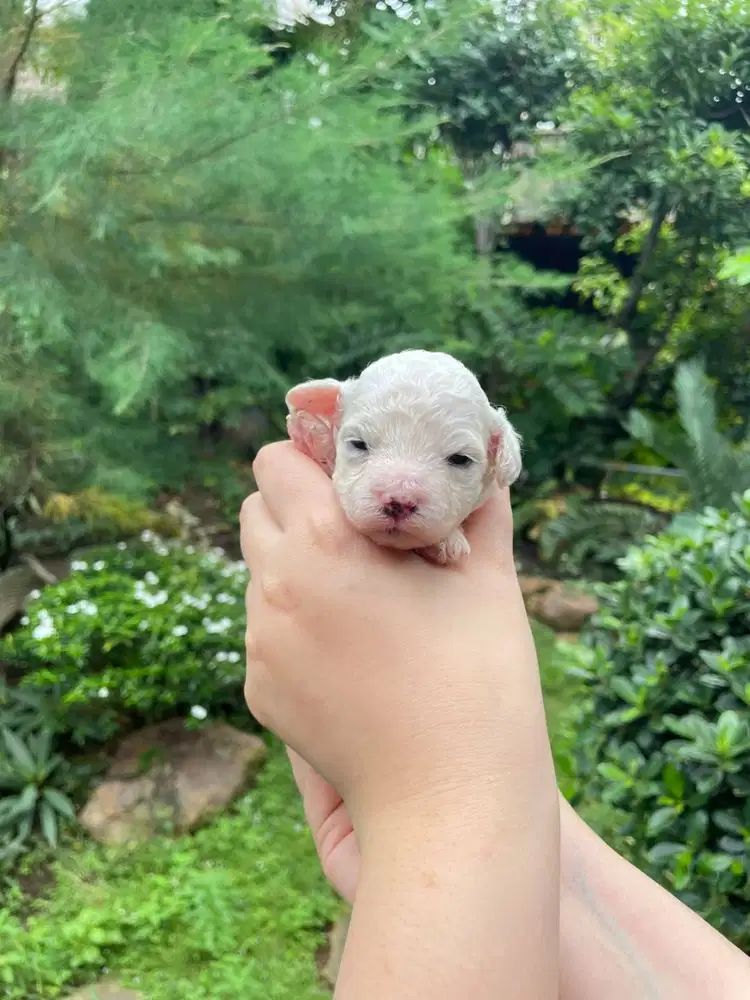 Toy Poodle Surabaya DOB 6 Feb 2026 Kosongan/Stambum Vaksin