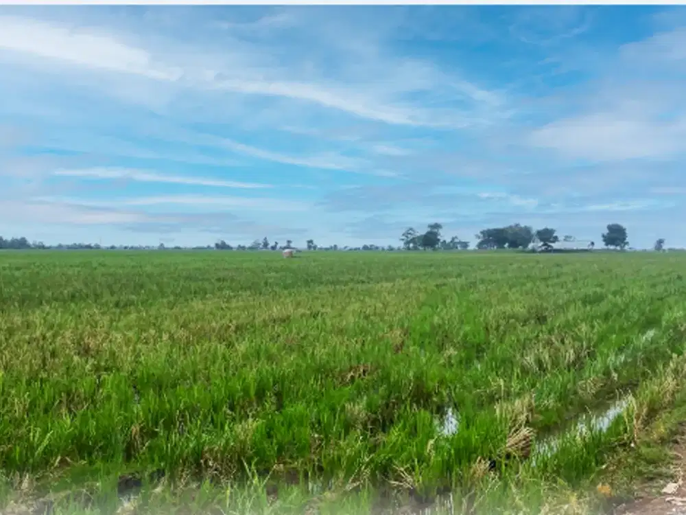 Investasi tanah Sawah produktif di Kalisari -Krawang